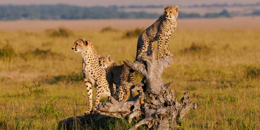 3 Days Masai Mara Safaris | Group Joining Tour Packages