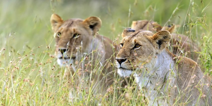 3 Days Masai Mara Safaris | Group Joining Tour Packages photo 2