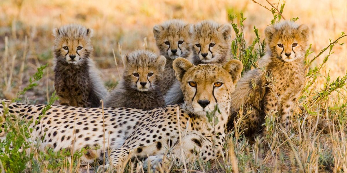 3 Days Masai Mara Safaris | Group Joining Tour Packages photo 3