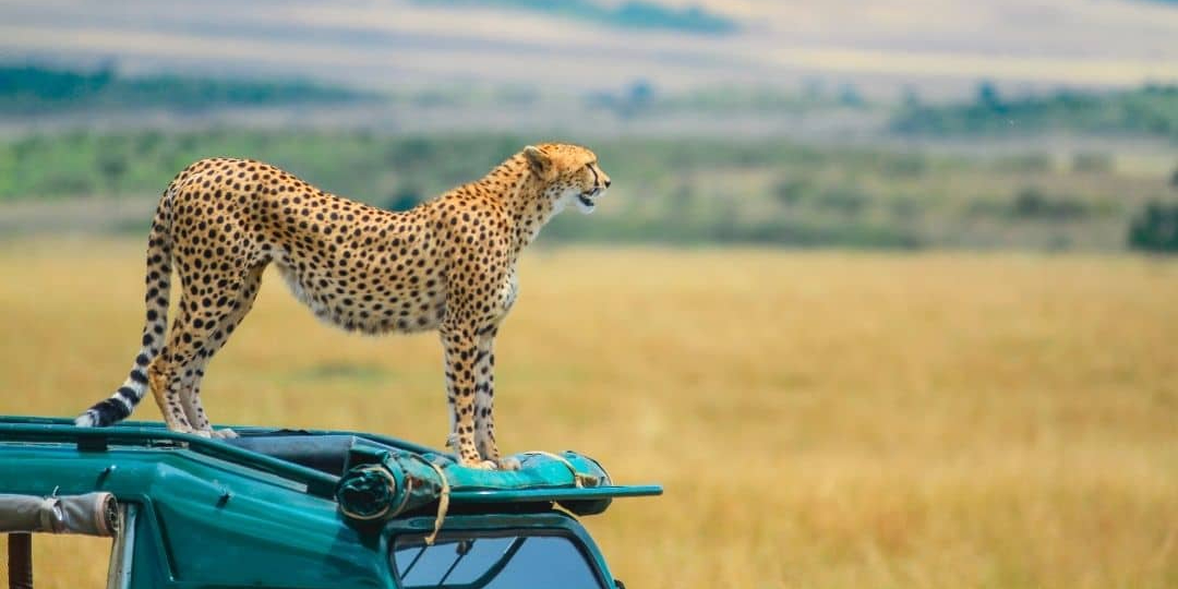 3 Days Masai Mara Safaris | Group Joining Tour Packages photo 4