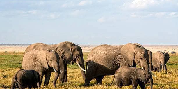 Maasai Mara Daily Departures photo 4