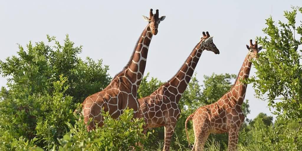 International Visitors " Masai Mara Rates photo 2