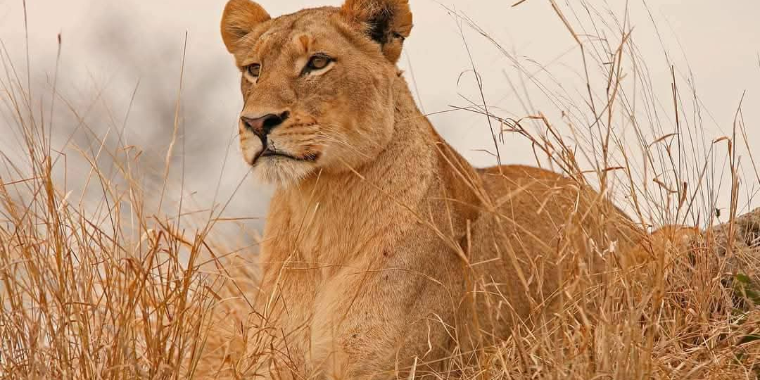 International Visitors " Masai Mara Rates photo 3