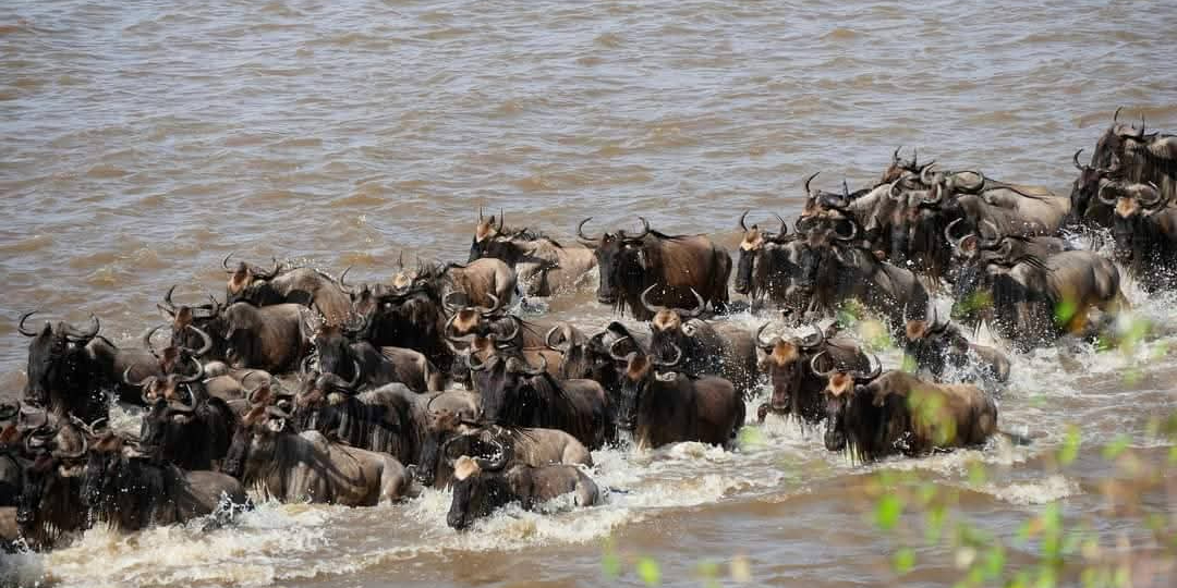 International Visitors " Masai Mara Rates photo 4