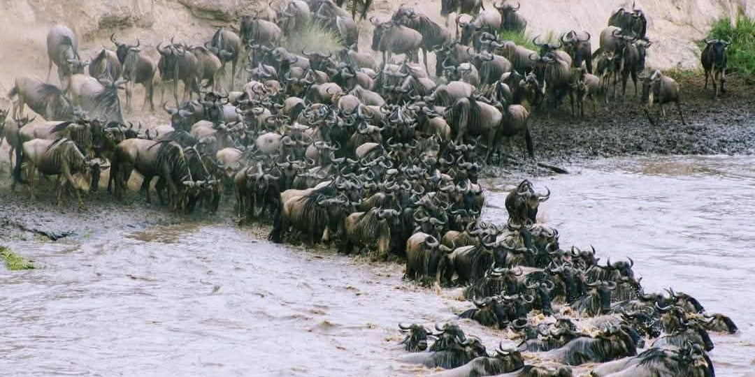 Maasai Mara Daily Departures photo 3