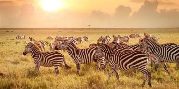 Maasai Mara Daily Departures photo 2